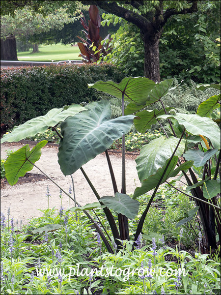 dark petioles hold the large spear shaped leaves